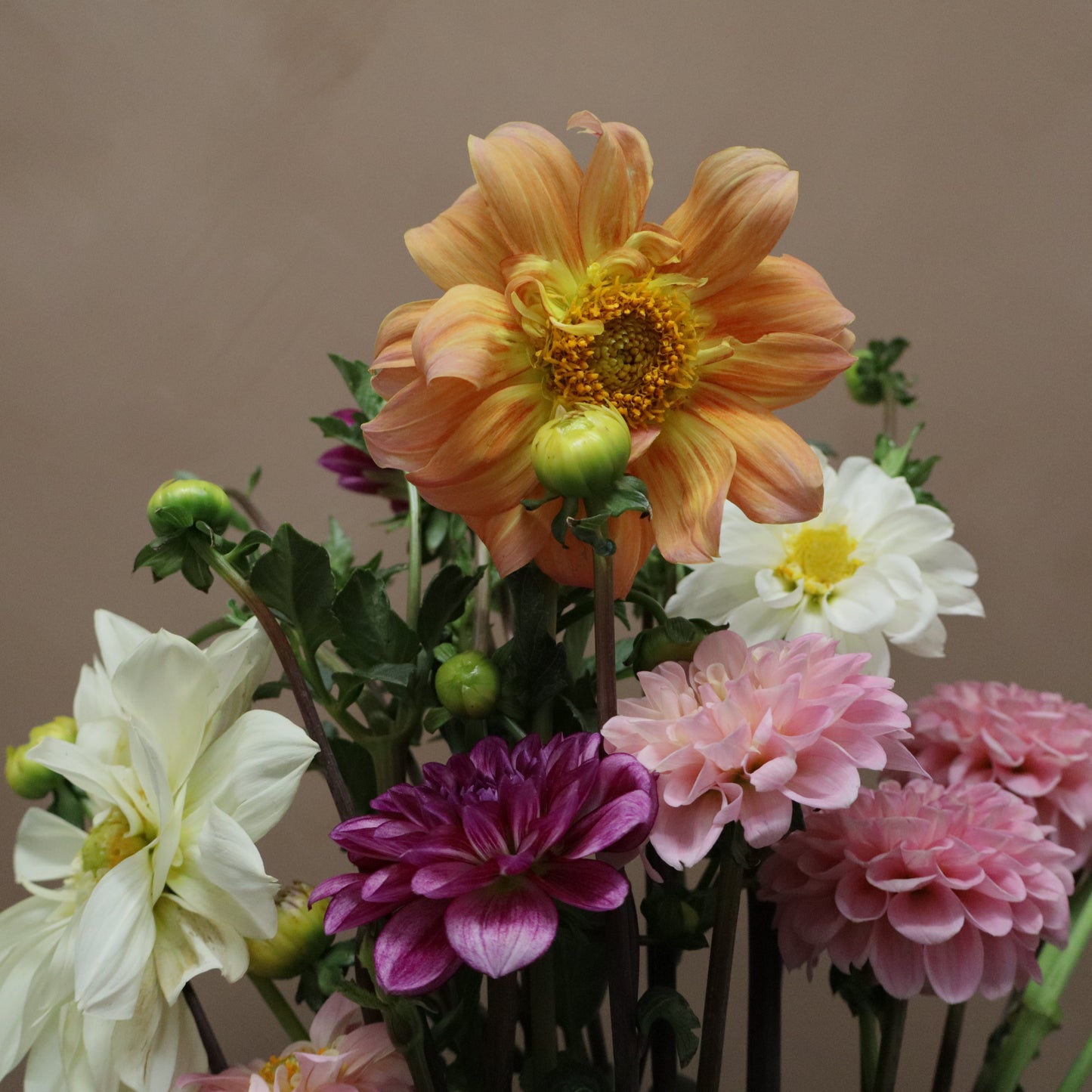 Dalia Mix