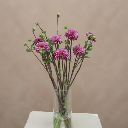 Dalia Lilac Time