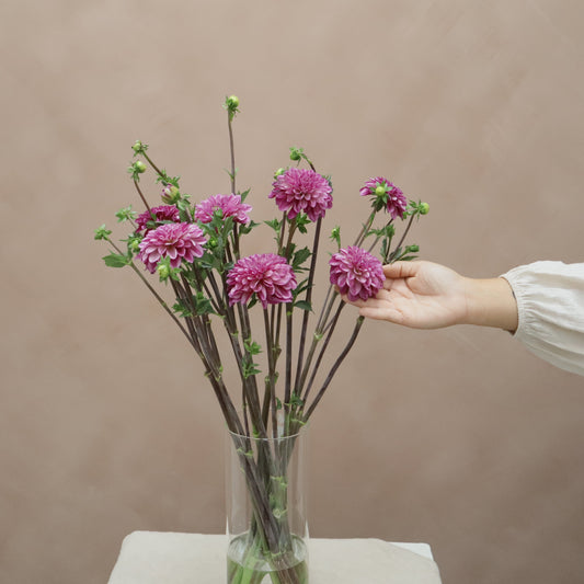 Dalia Lilac Time