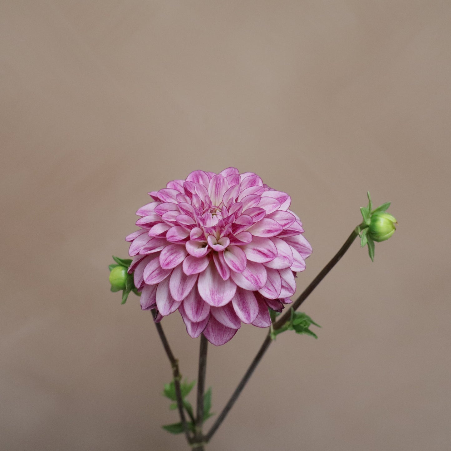 Dalia Seduction