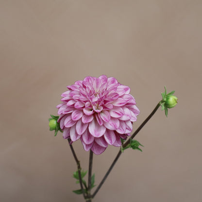 Dalia Seduction