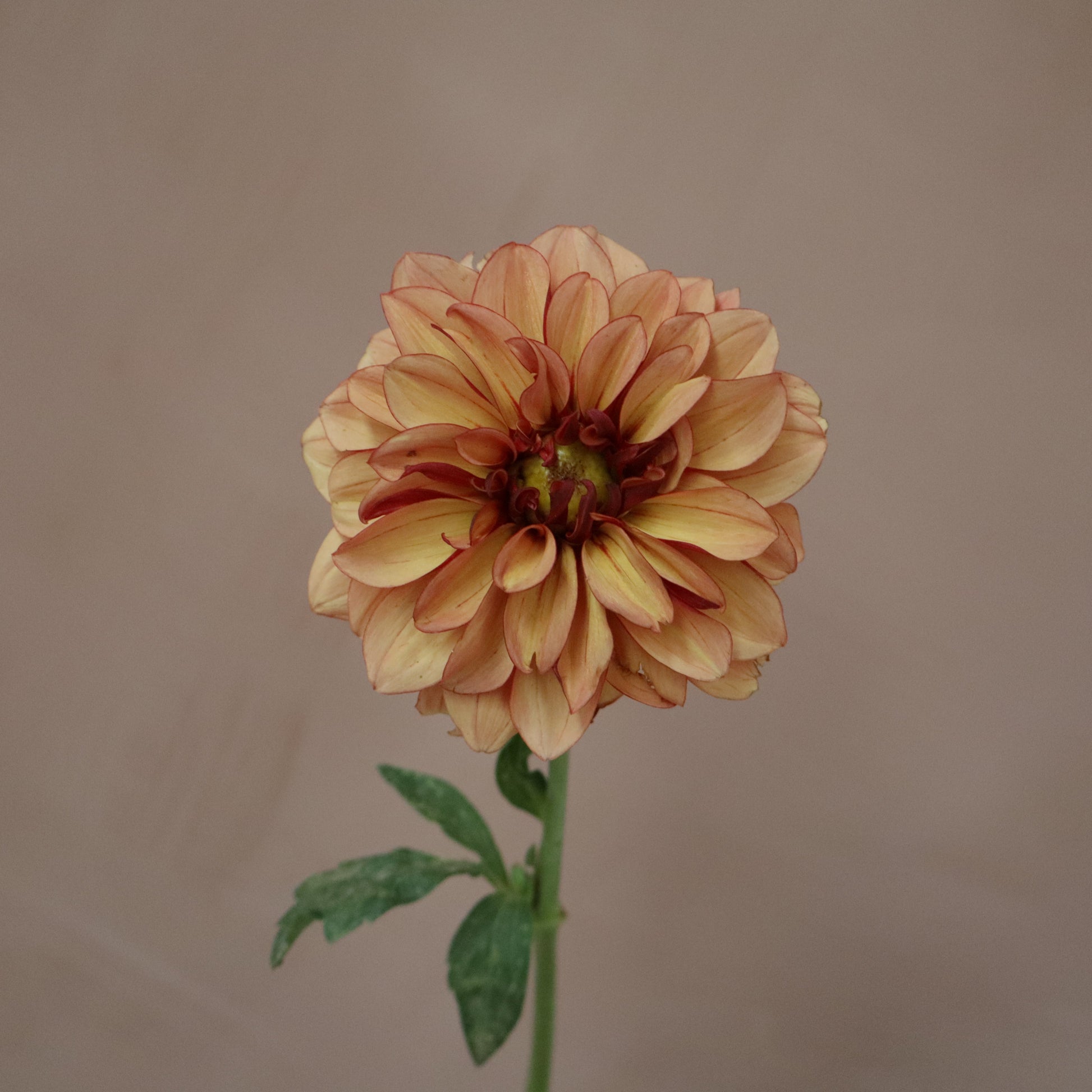 Dalia Creme de Cognac
