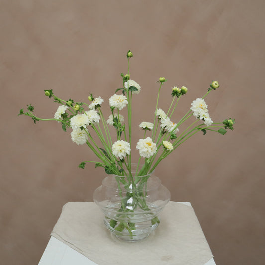 Dalia Snowflake