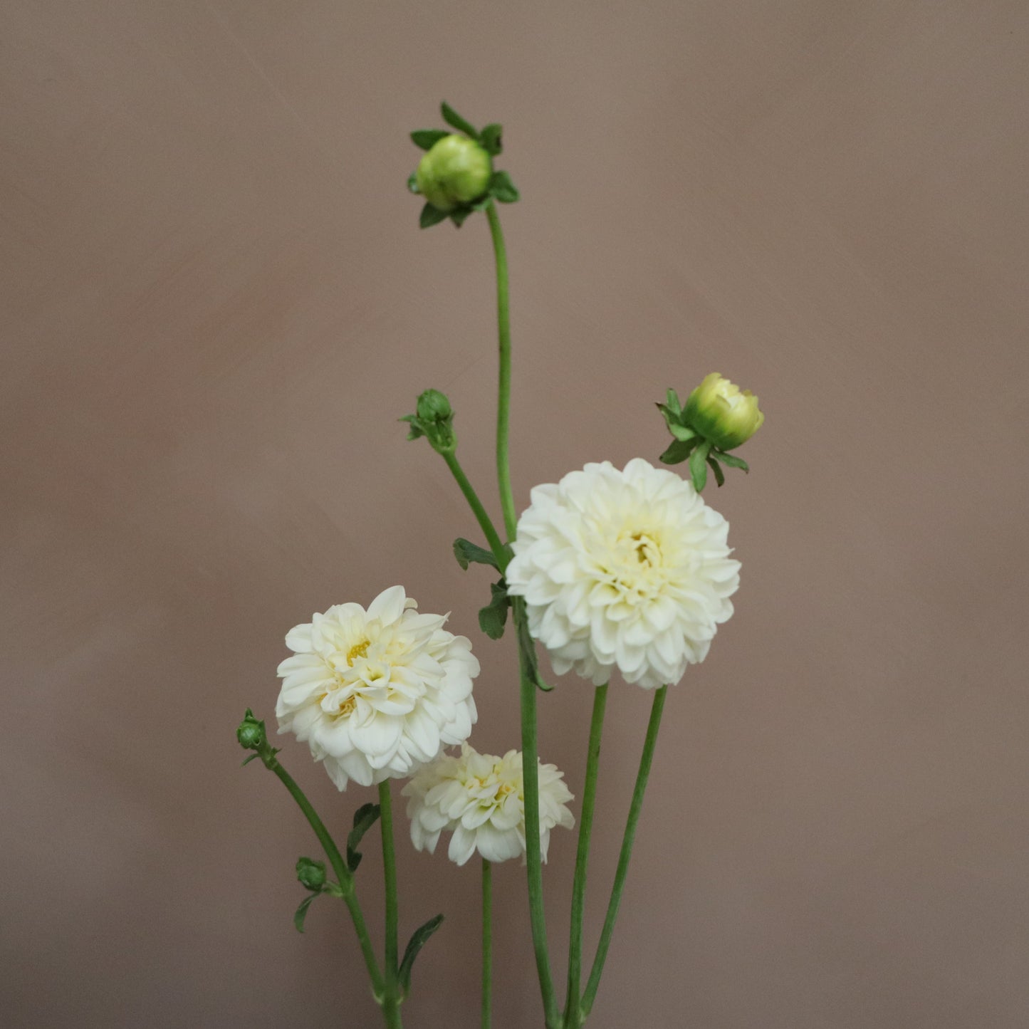 Dalia Snowflake