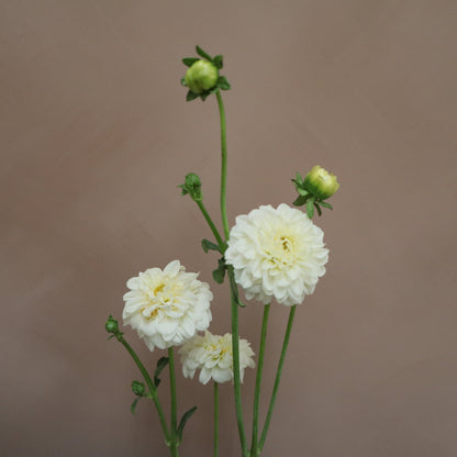 Dalia Snowflake
