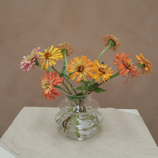 Zinnia Agave