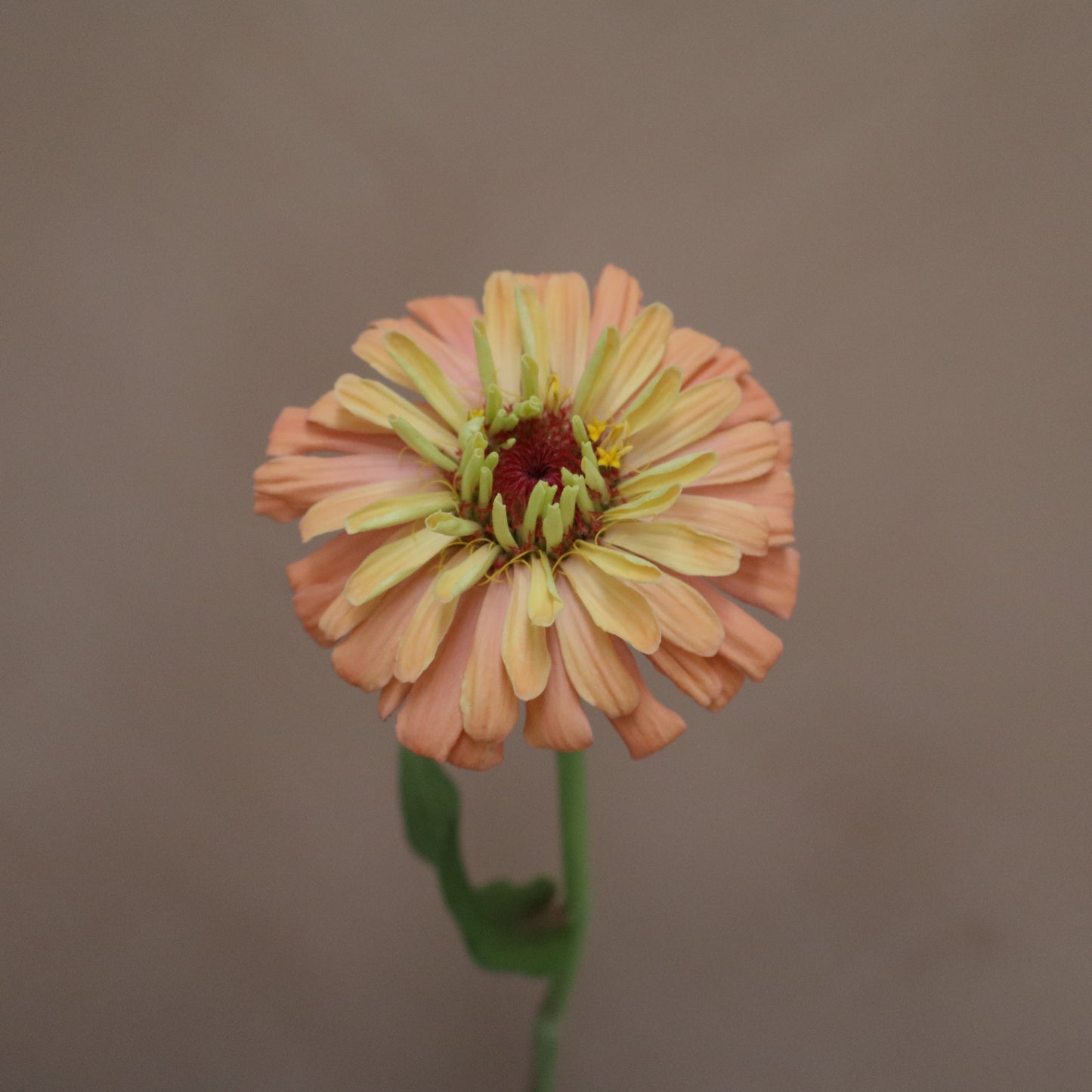 Zinnia Agave