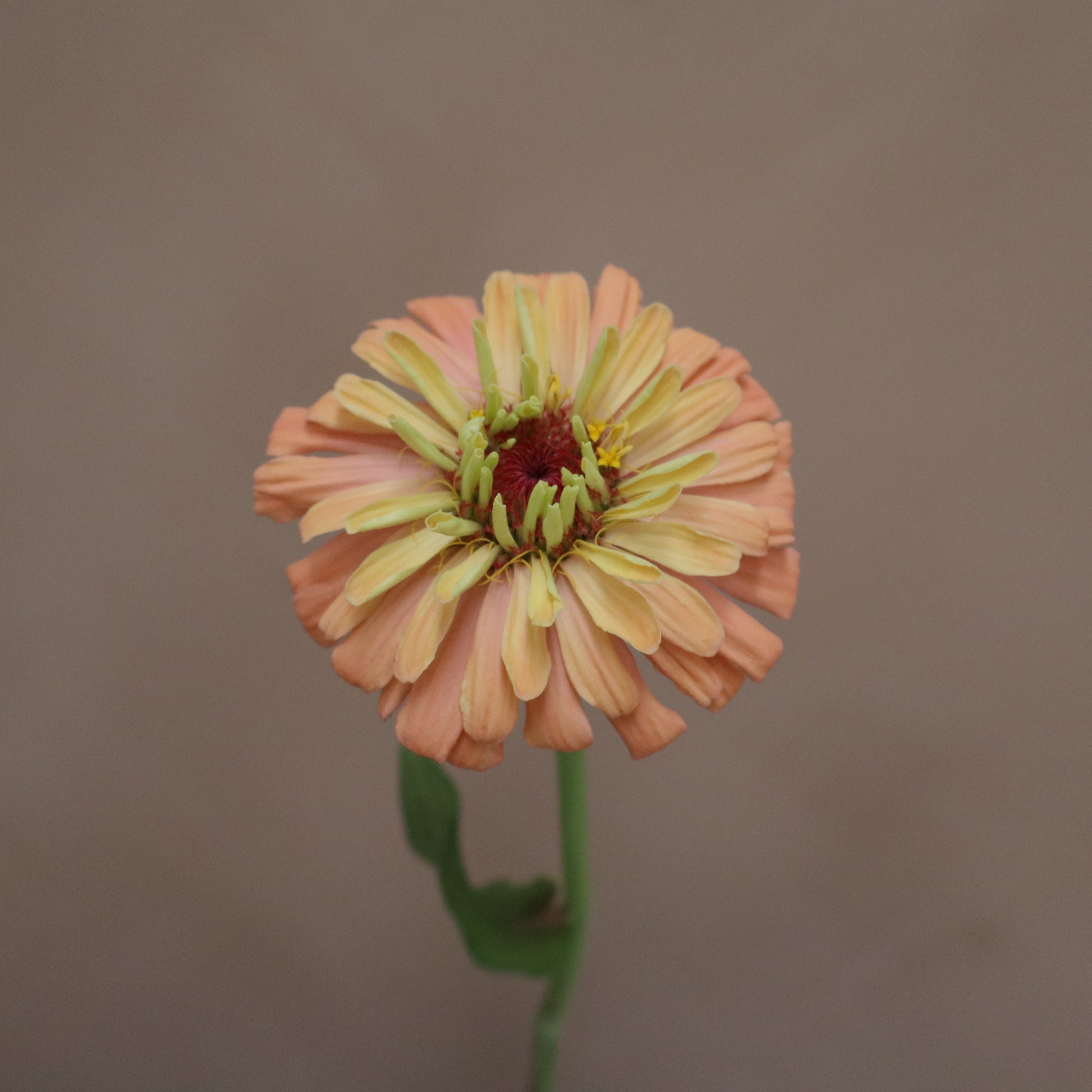 Zinnia Agave