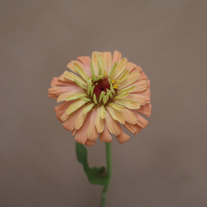 Zinnia Agave