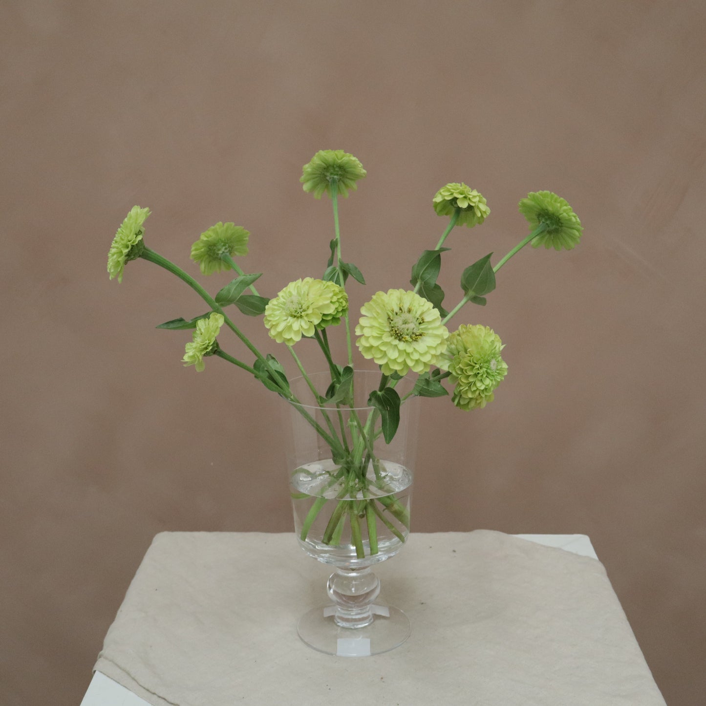 Zinnia Lime