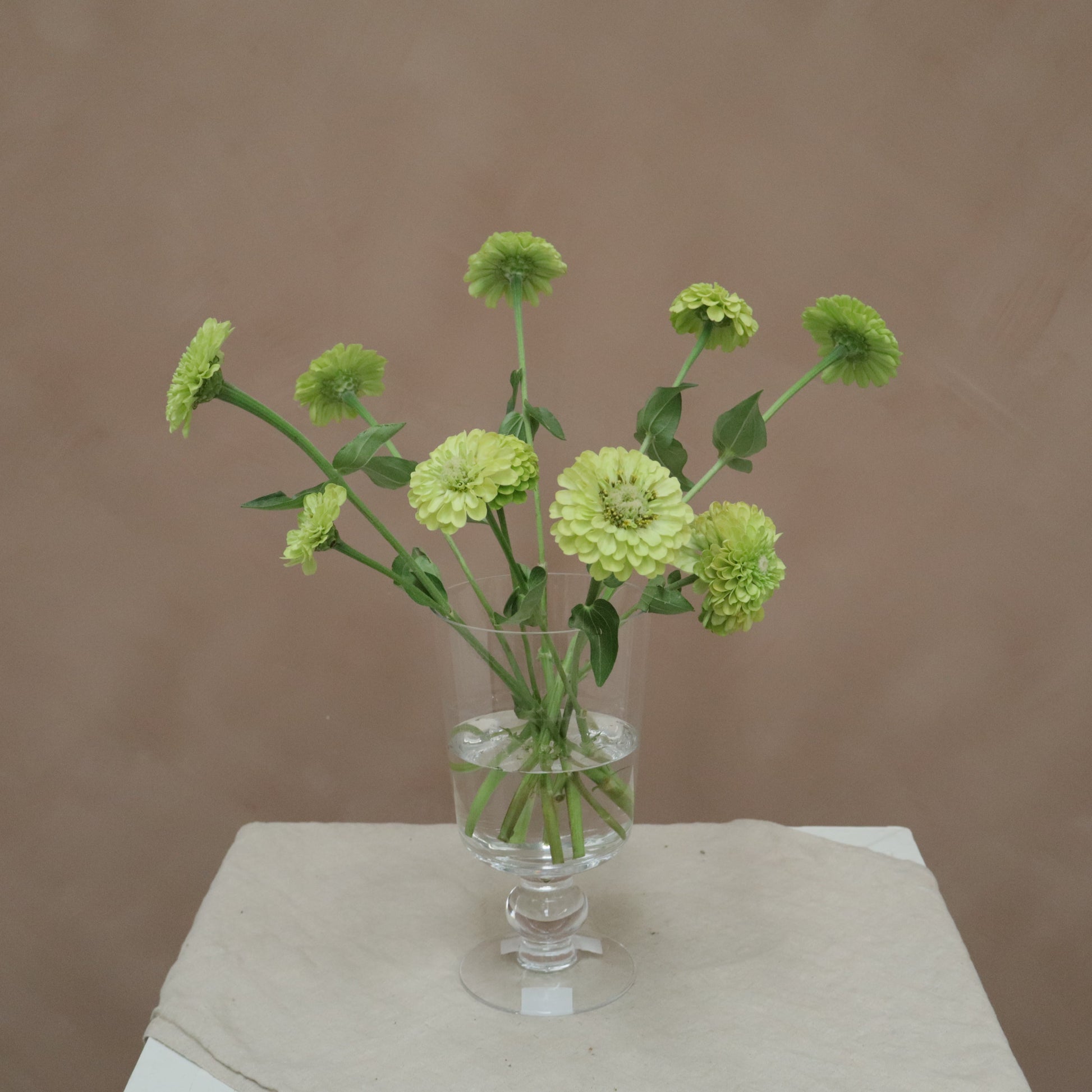 Zinnia Lime