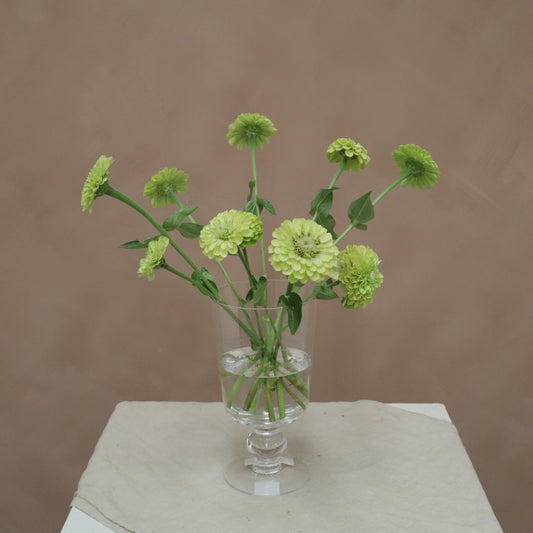 Zinnia Lime