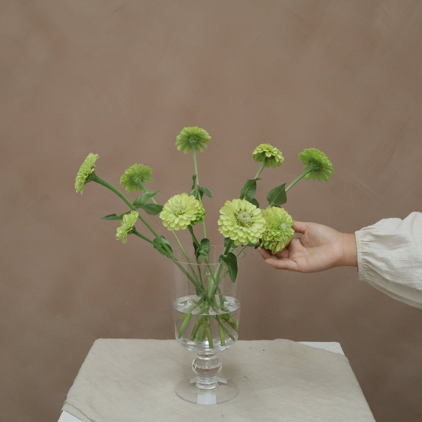 Zinnia Lime