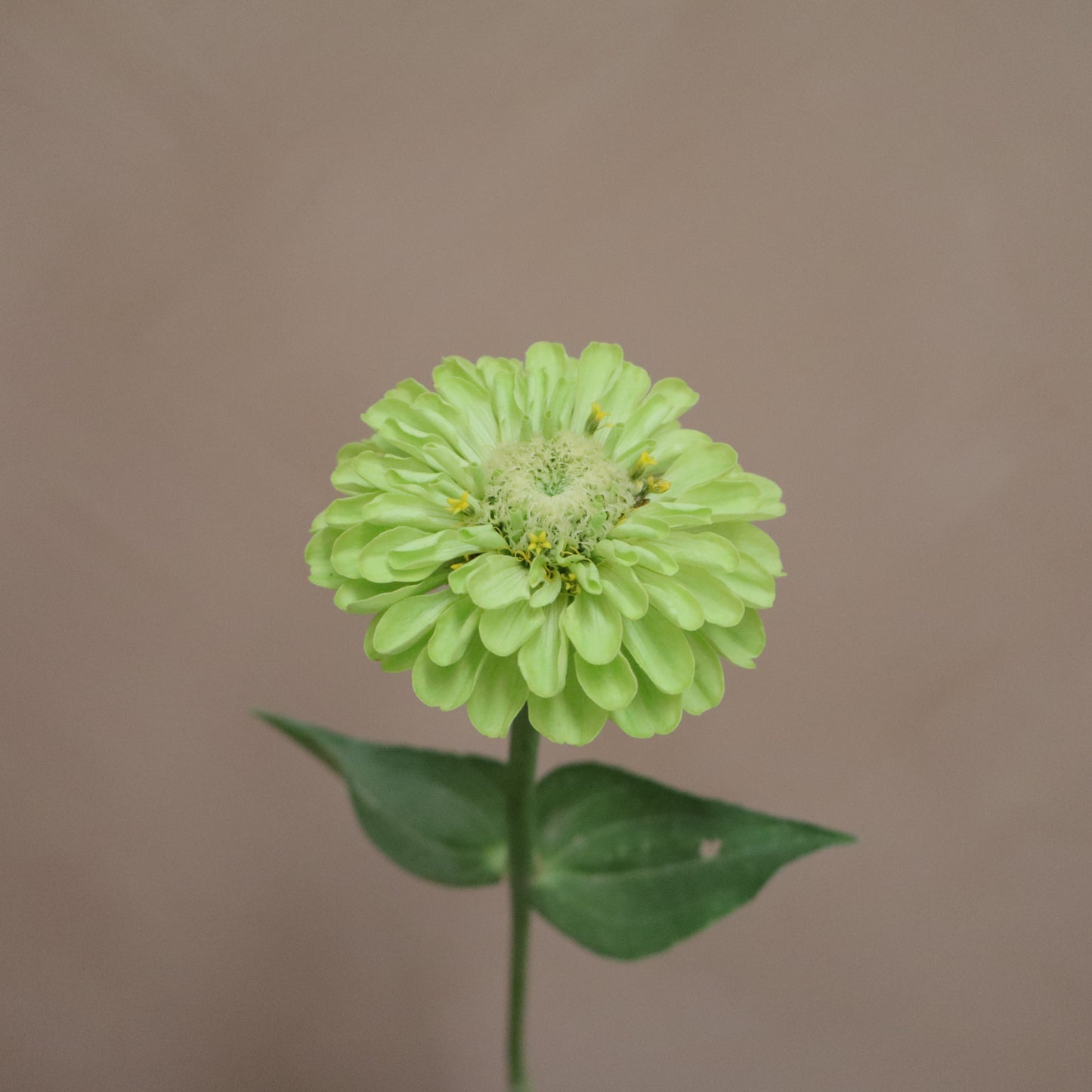 Zinnia Lime