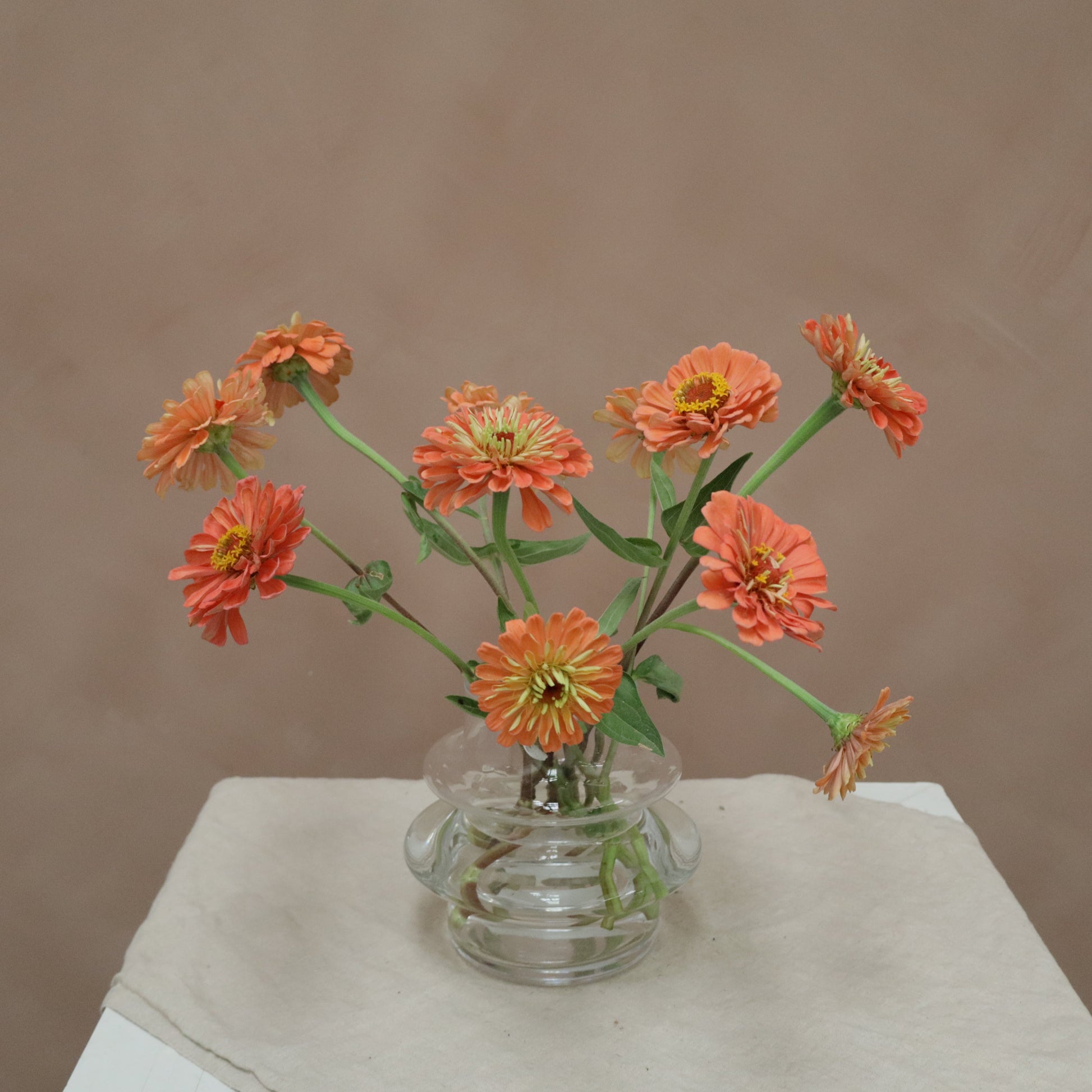 Zinnia Salmone Rose
