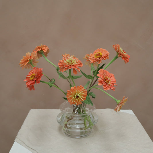 Zinnia Salmone Rose