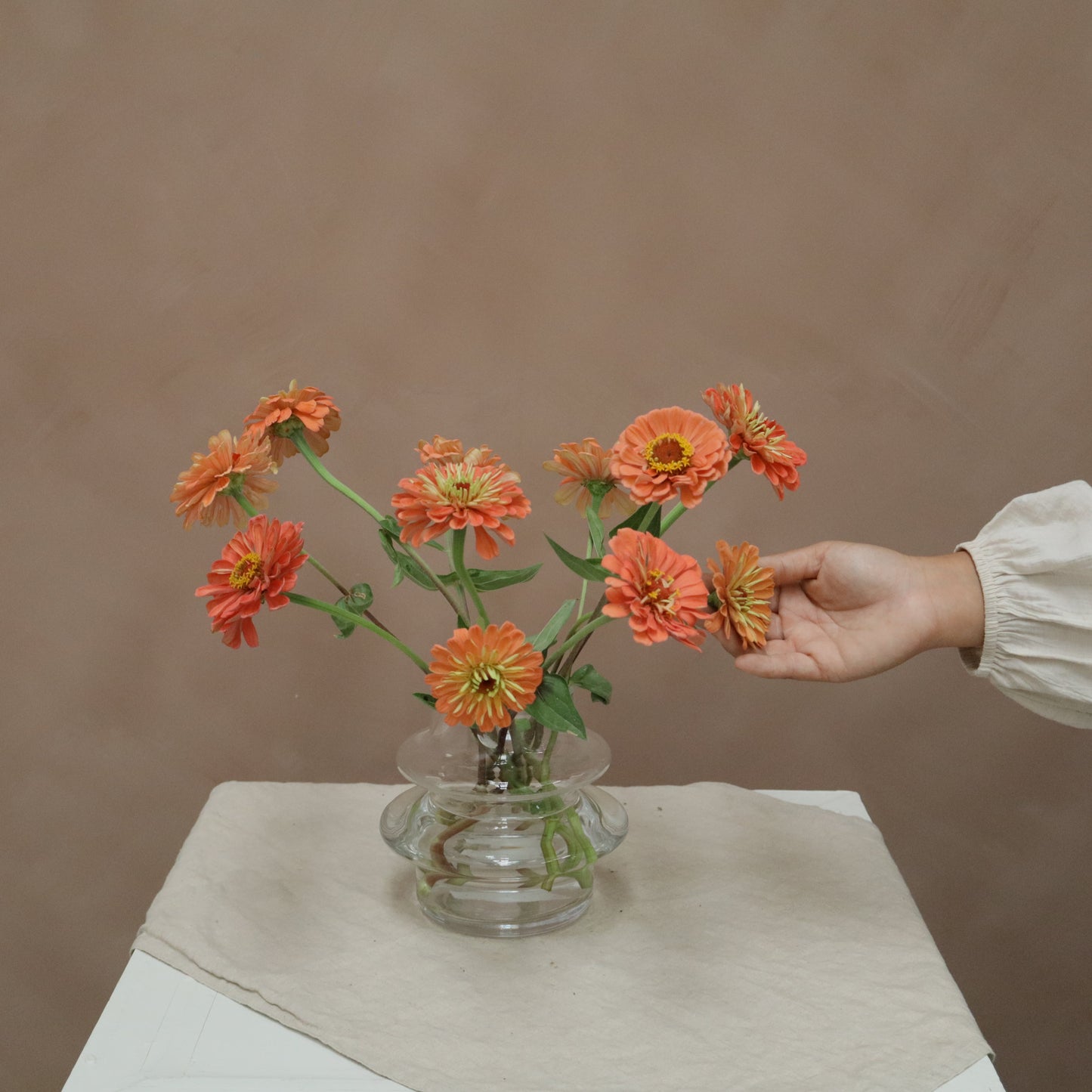 Zinnia Salmone Rose