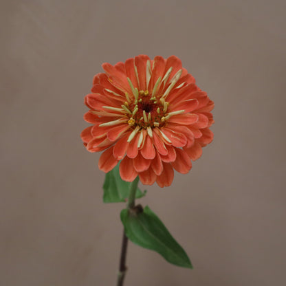 Zinnia Salmone Rose