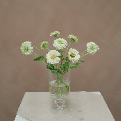 Zinnia White