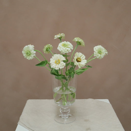 Zinnia White