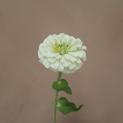 Zinnia White