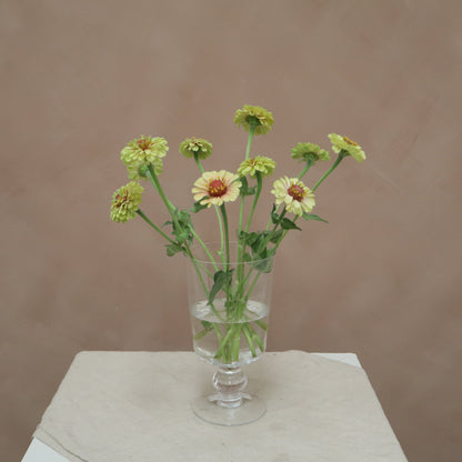 Zinnia Queeny Lime with Blush