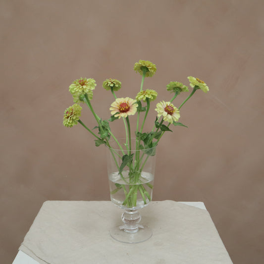 Zinnia Queeny Lime with Blush