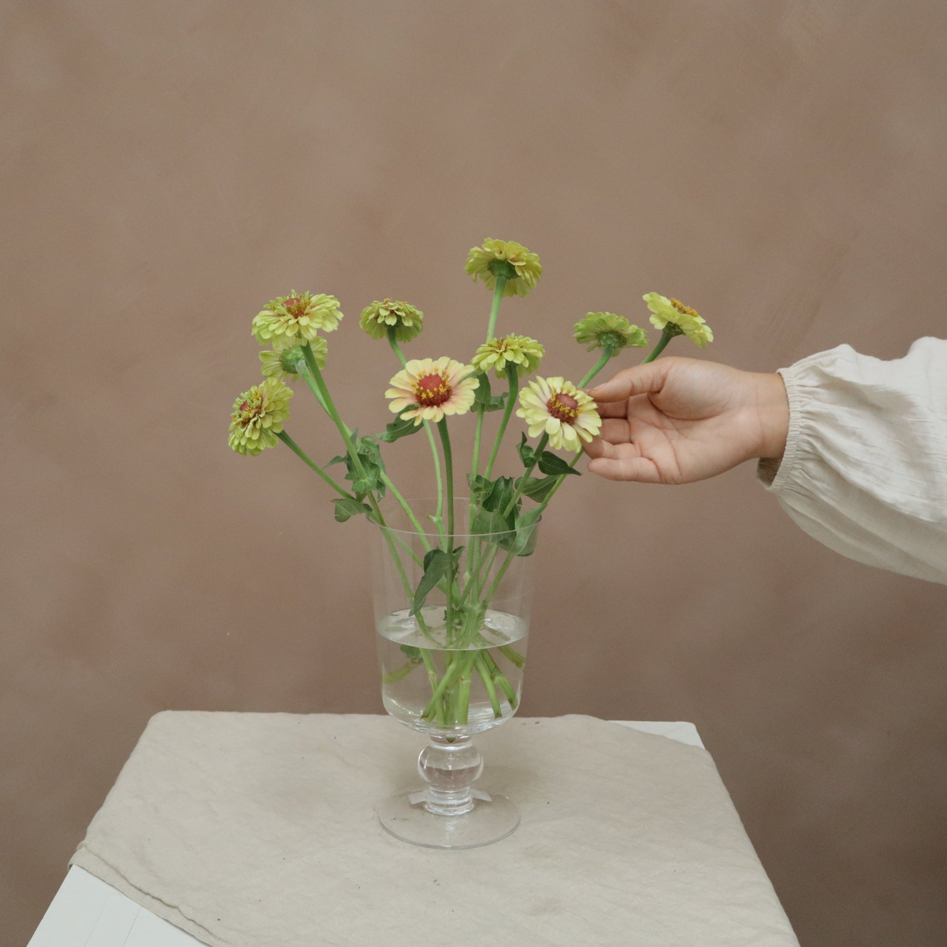 Zinnia Queeny Lime with Blush