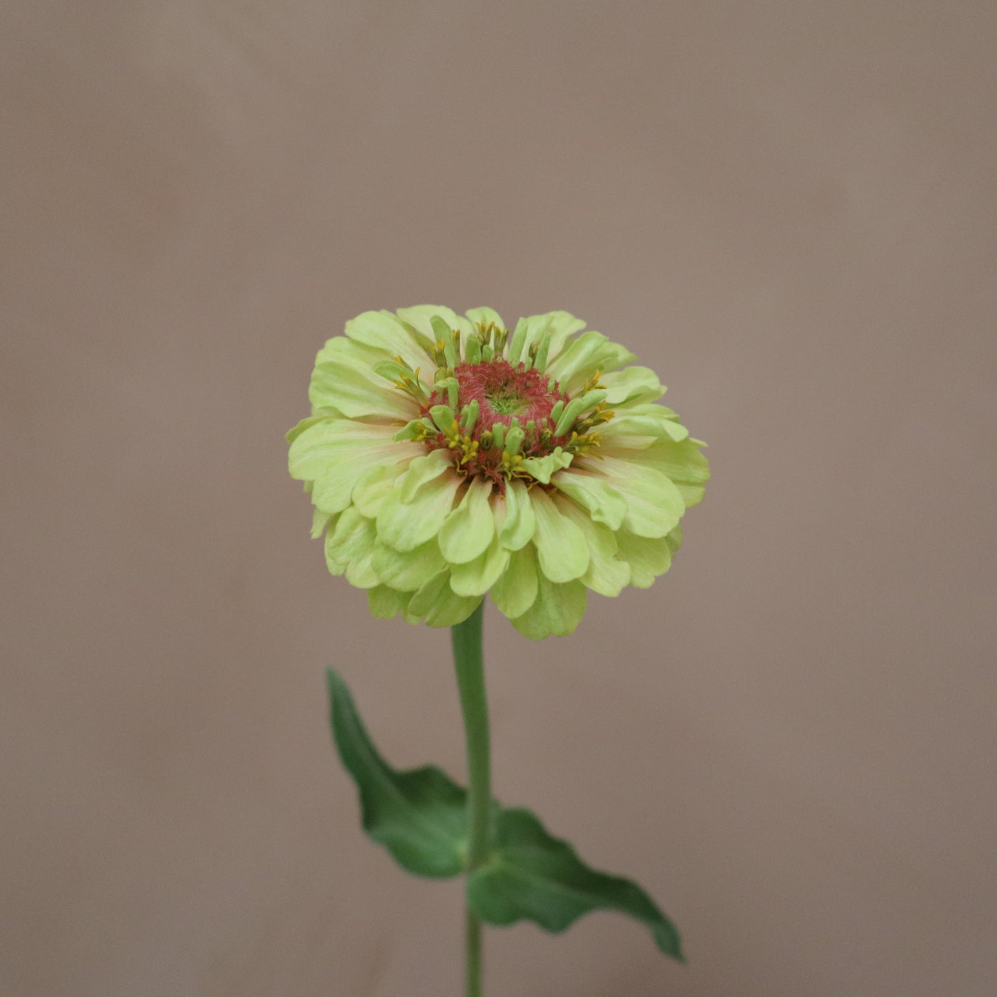 Zinnia Queeny Lime with Blush