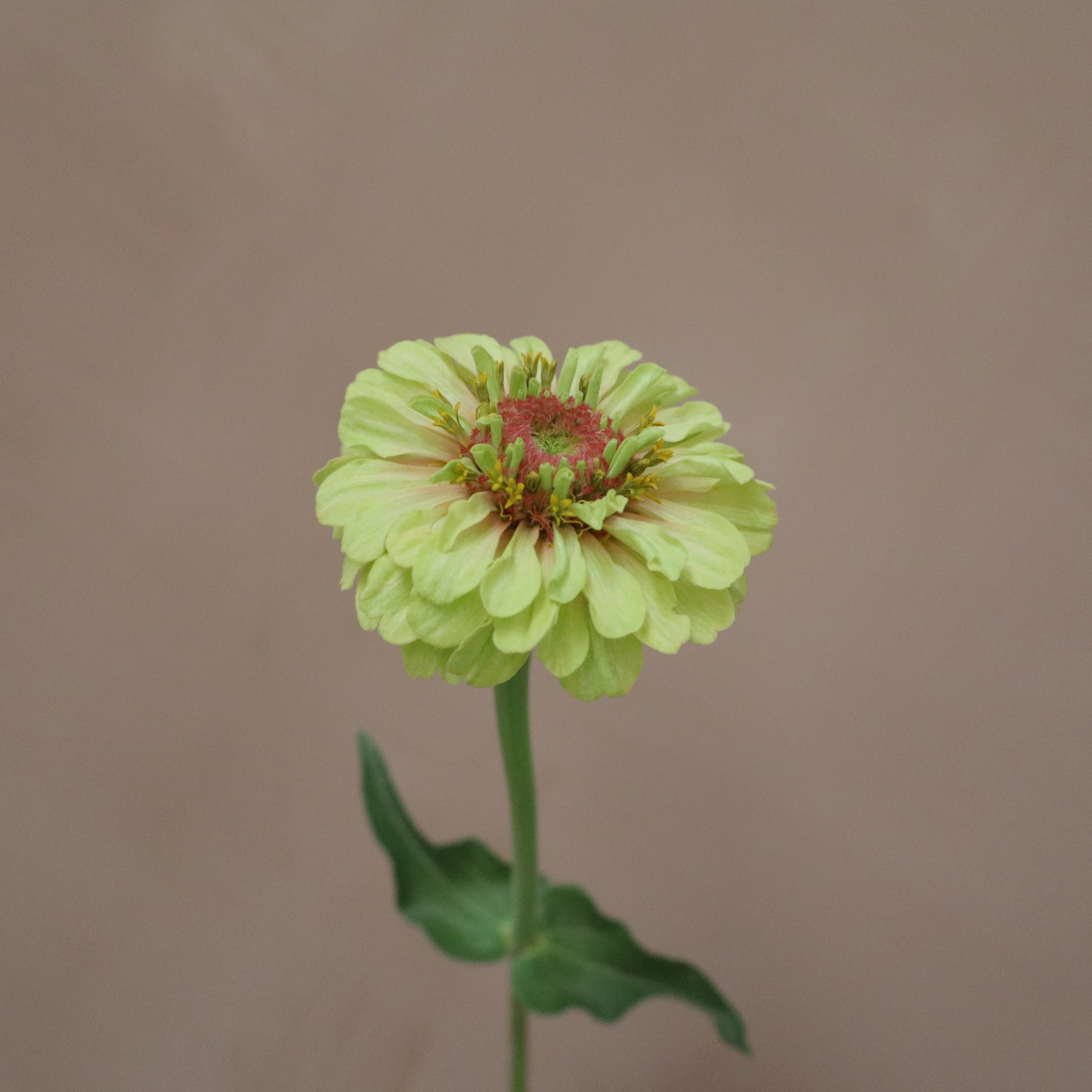 Zinnia Queeny Lime with Blush