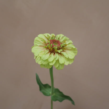Zinnia Queeny Lime with Blush