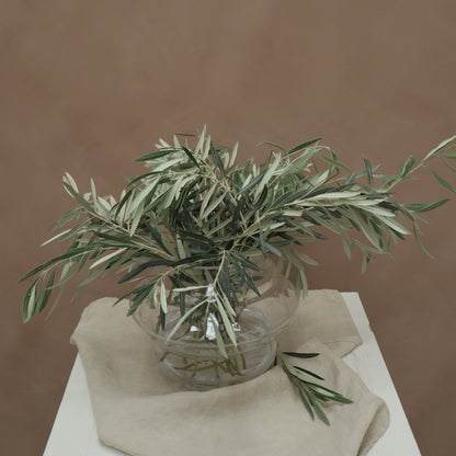Olivo