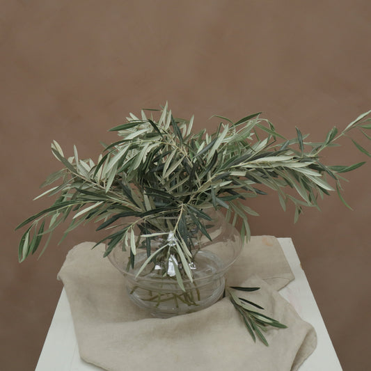 Olivo