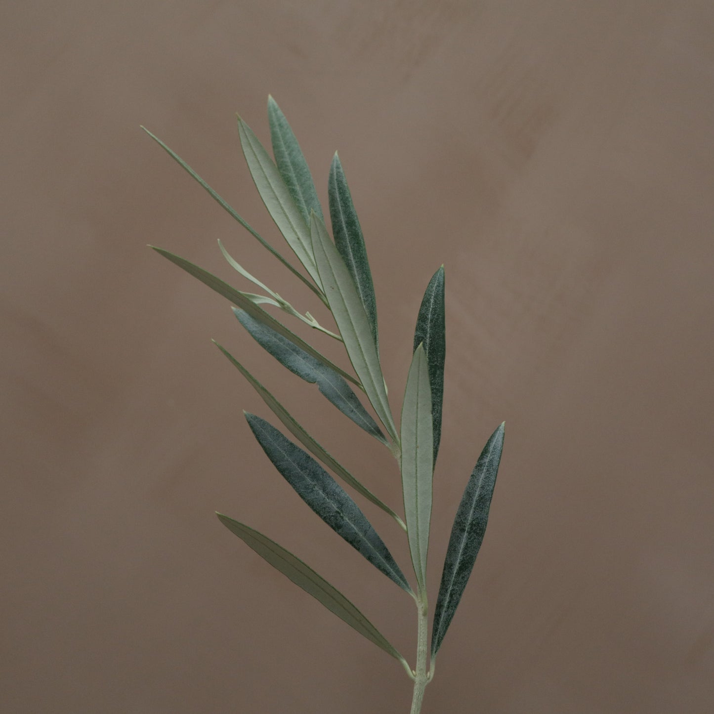 Olivo