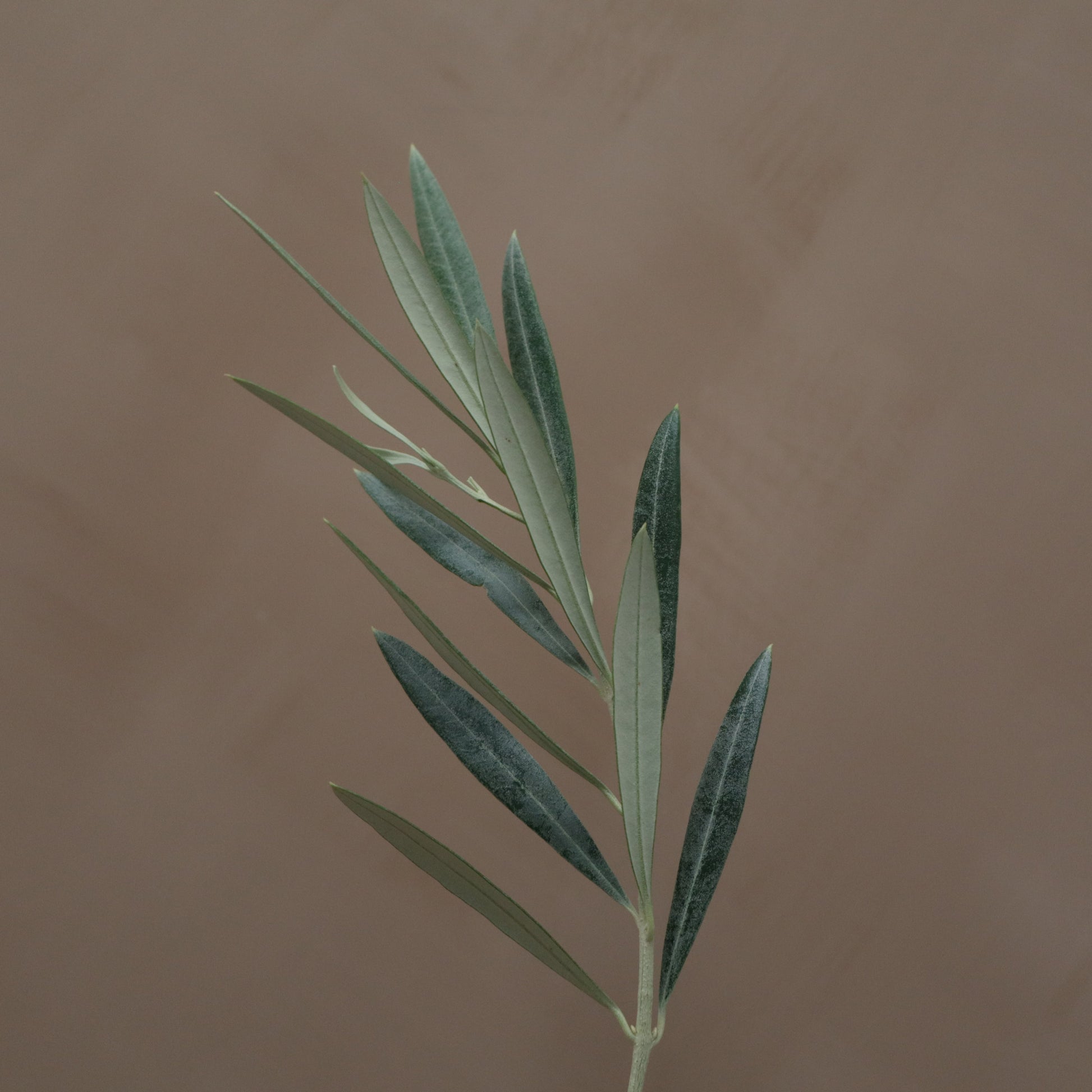 Olivo