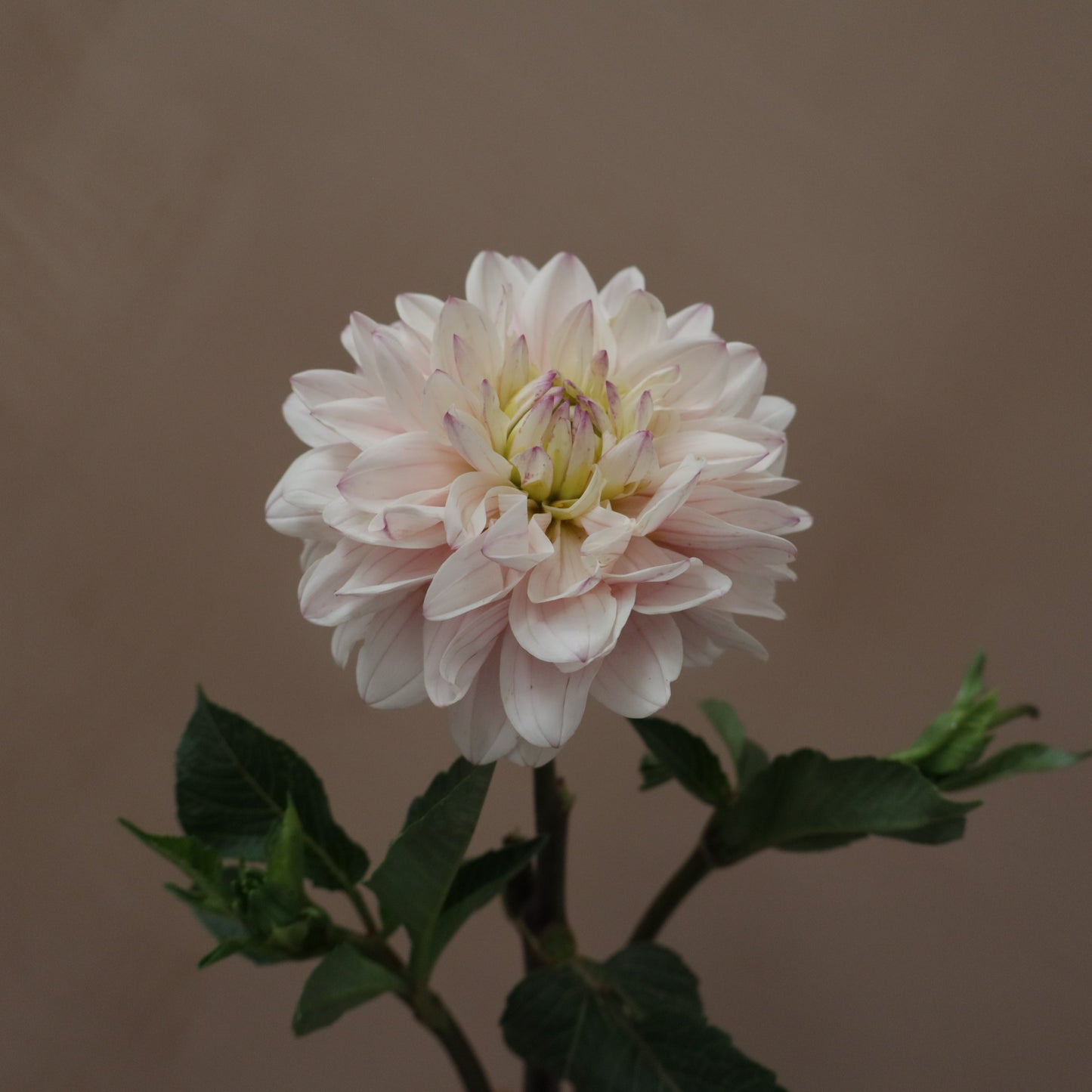 Dalia Silver Years