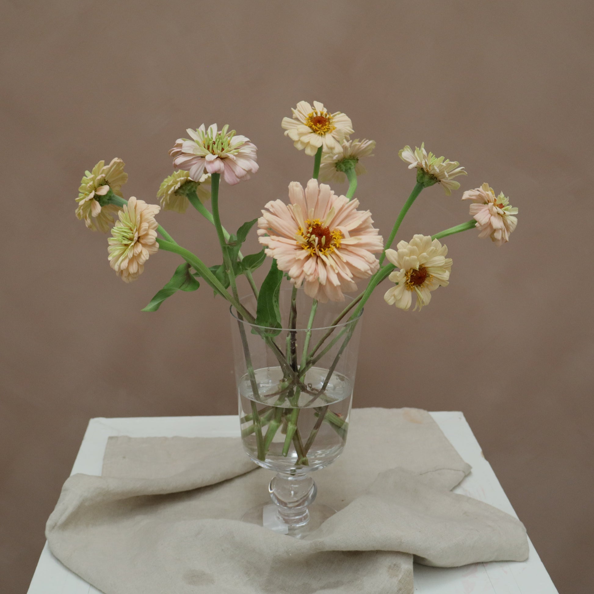 Zinnia Ballerina