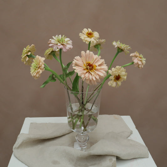 Zinnia Ballerina