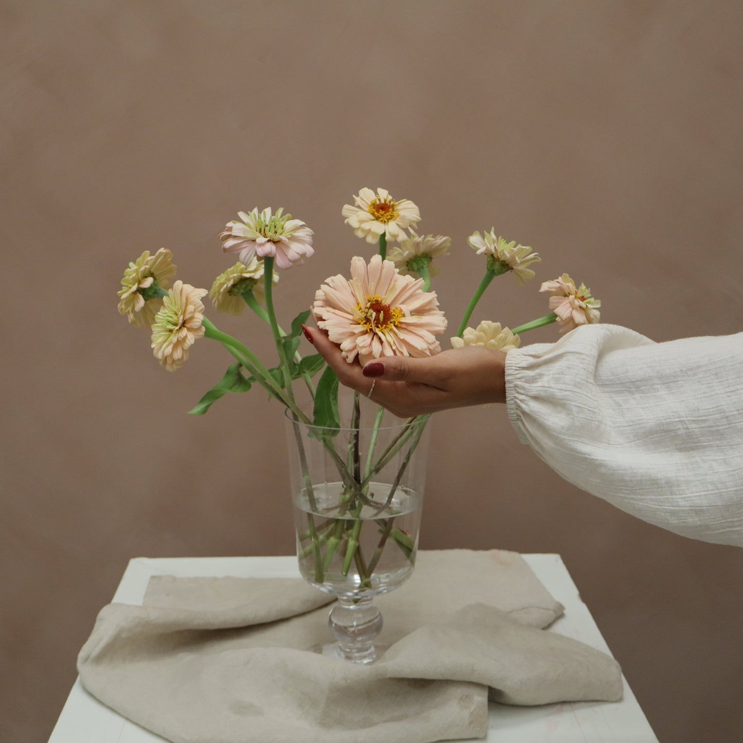 Zinnia Ballerina