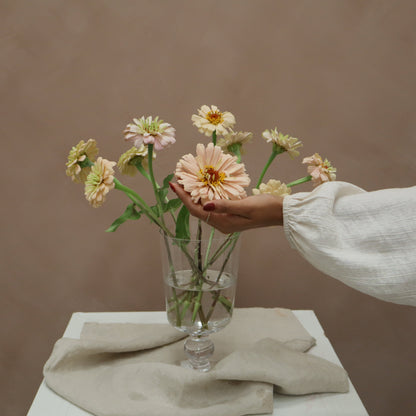 Zinnia Ballerina