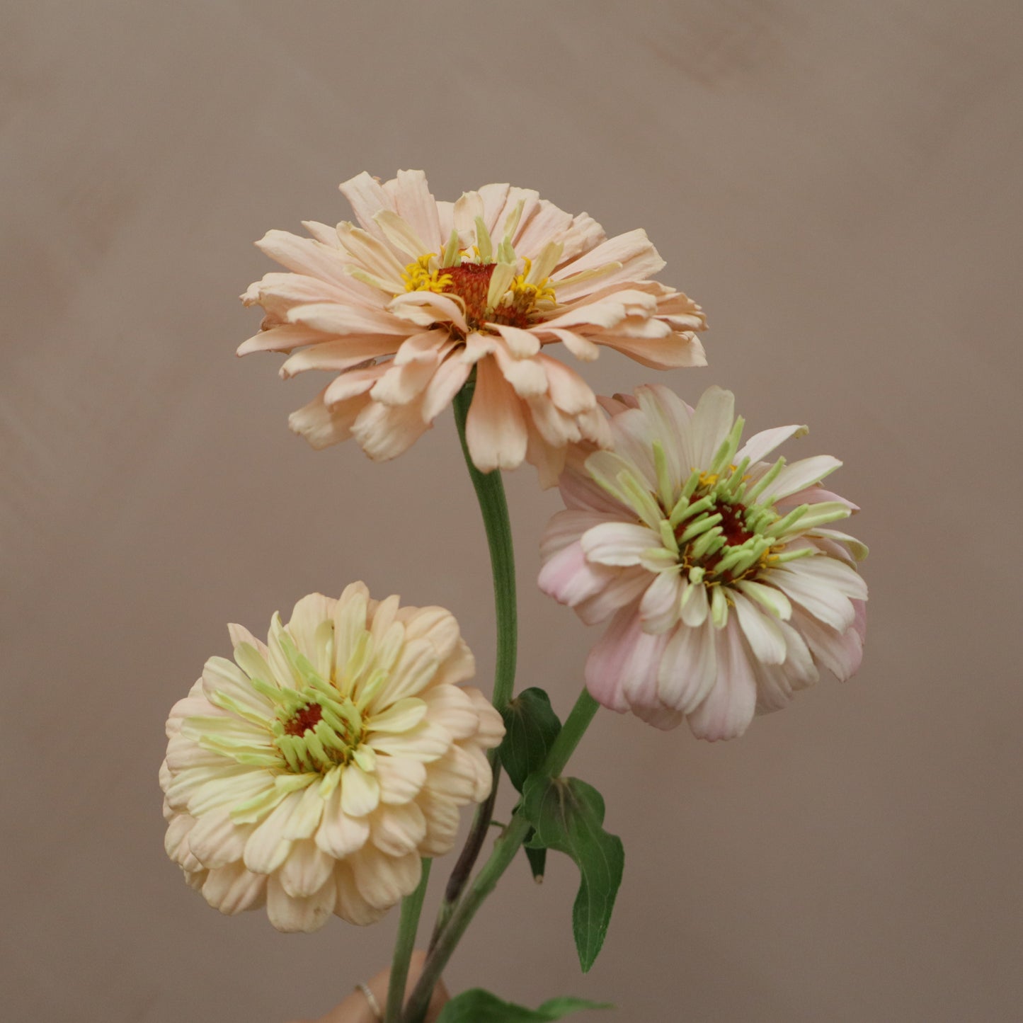 Zinnia Ballerina