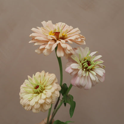 Zinnia Ballerina