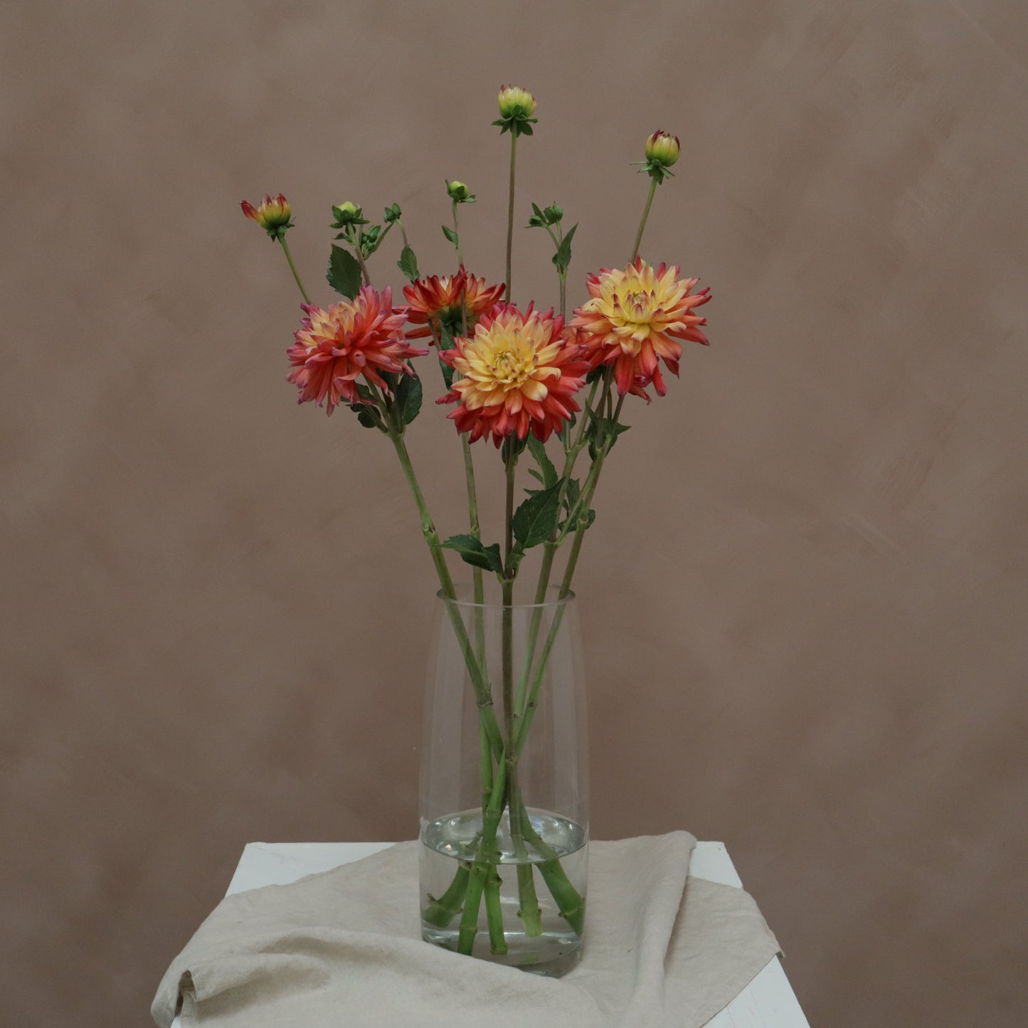 Dalia Rainbow Silence