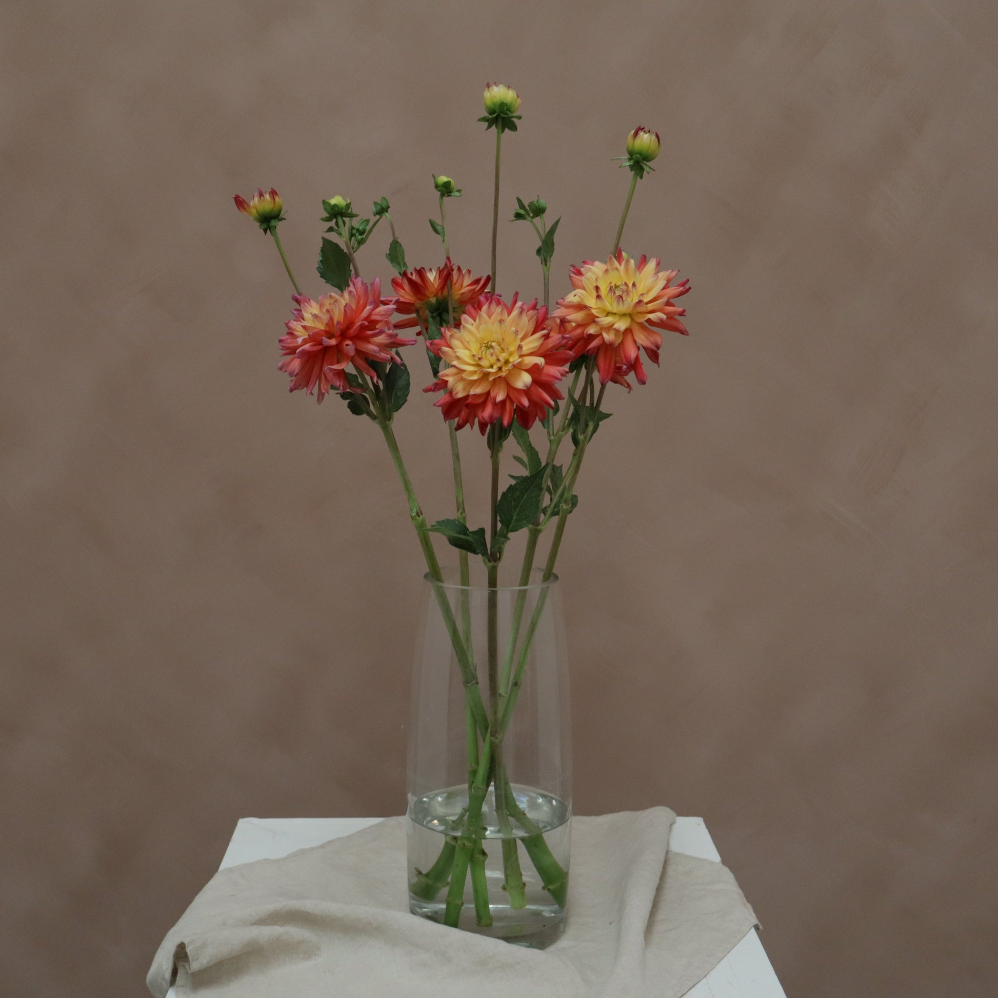 Dalia Rainbow Silence
