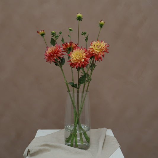 Dalia Rainbow Silence