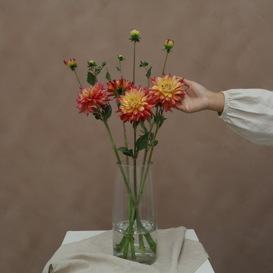 Dalia Rainbow Silence