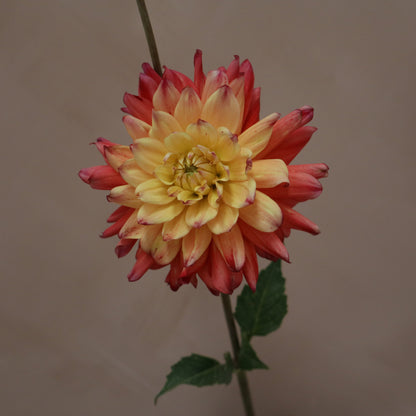 Dalia Rainbow Silence