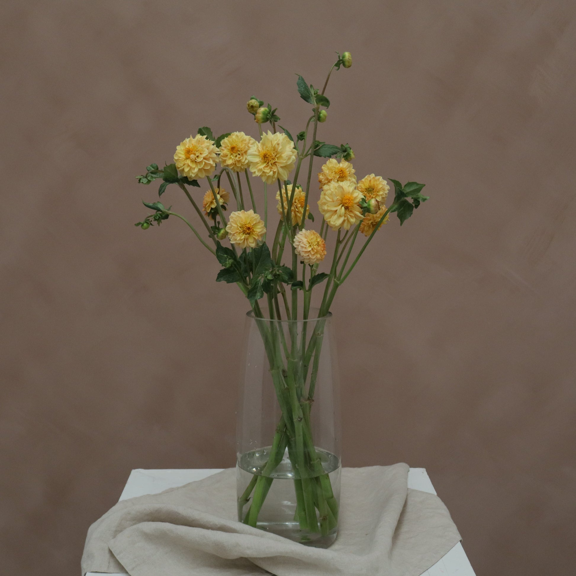 Dalia Golden Scepter