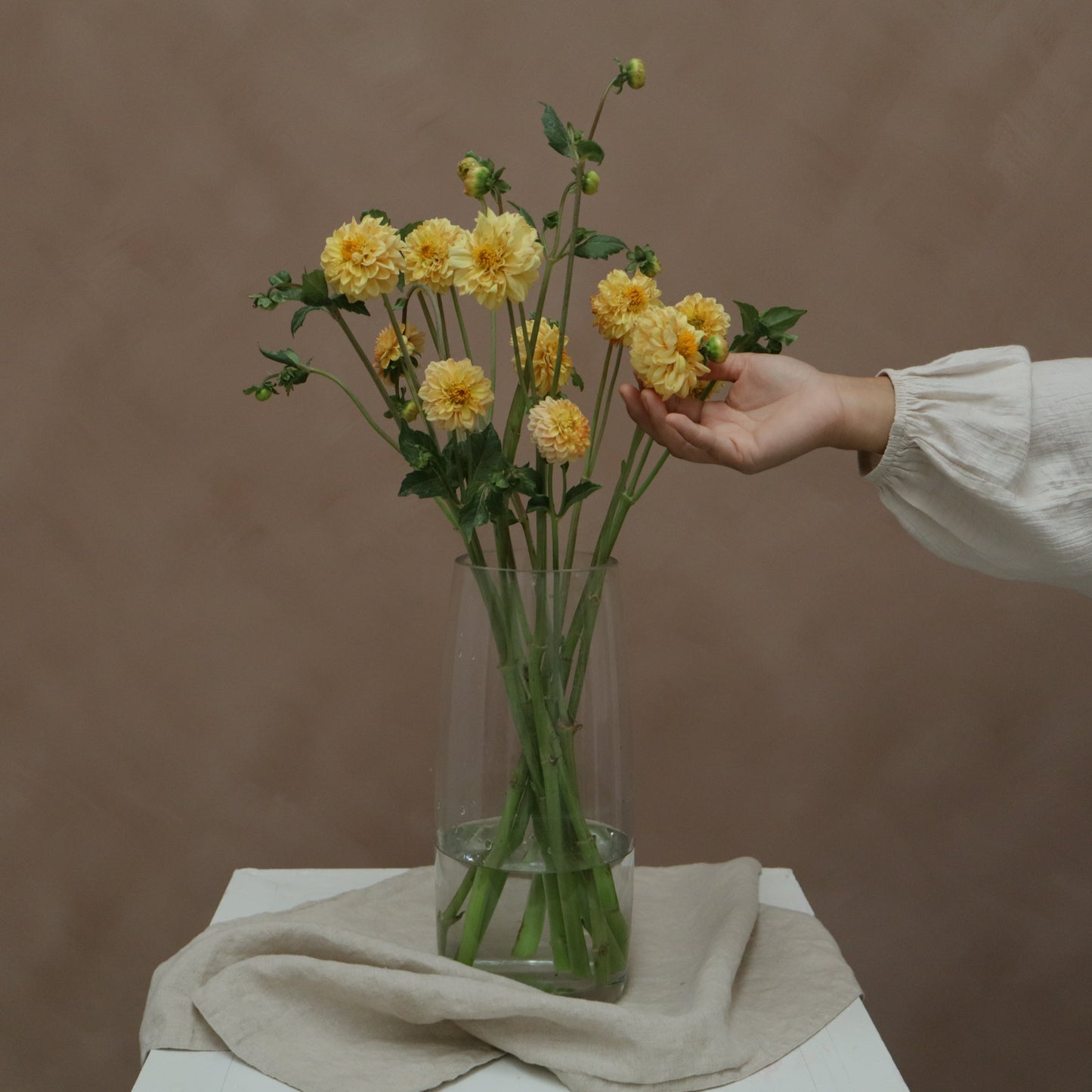Dalia Golden Scepter