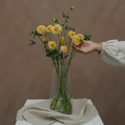 Dalia Golden Scepter